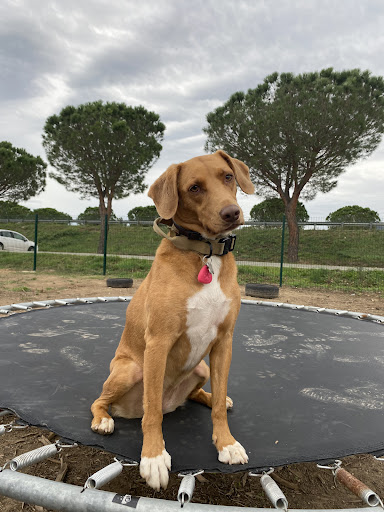 Photo de EN RETRAITE Elevage de la Mascotte Des Alberes