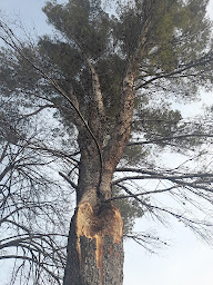 Photo n°20 de Ramisten kevin à La Crau (Exploitation forestière)
