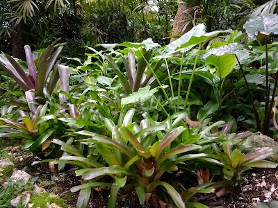 Photos of Andromeda Botanic Gardens