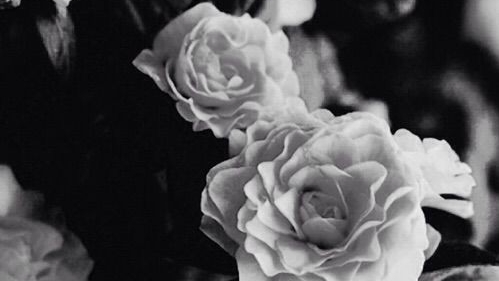 Reckless Rose Beauty