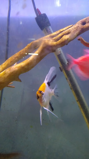 Acuario Don Cangrejo Gallery - Mexico