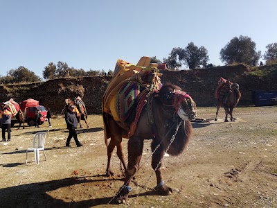 Güre Deve Güreşi Arenası