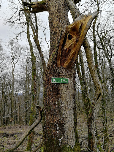 Baier - Visual