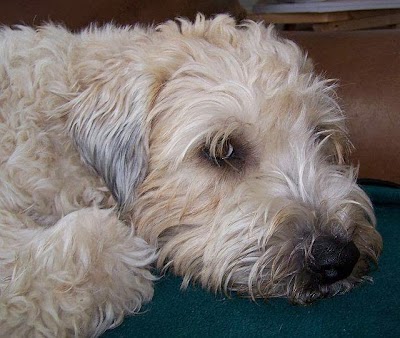 Maple Rock Wheatens