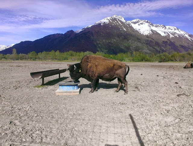 Alaska Wildlife Conservation Center