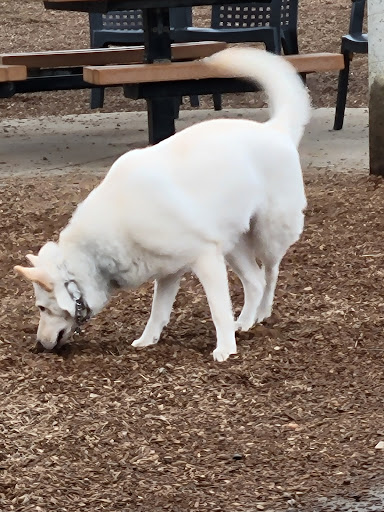 Woodland Off Leash Dog Park - Thumbnail