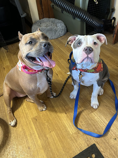 Heidi's Pet Grooming - Thumbnail