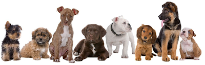 veterinary-care