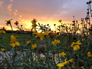 Photo n°2 de Fleurs des 4 saisons à Aubers (Ferme bio)