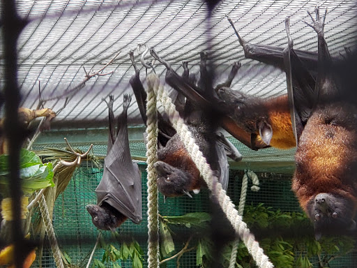 Lubee Bat Conservancy - Visual