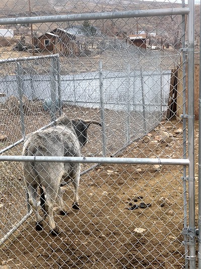 Sierra Nevada Zoological Park