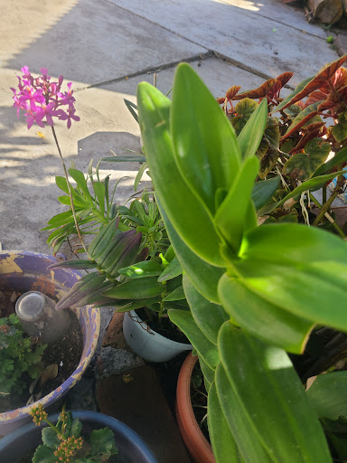principal Tinaja de el coyote Garden