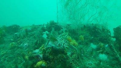 Photos of Milford Deep Underwater Observatory