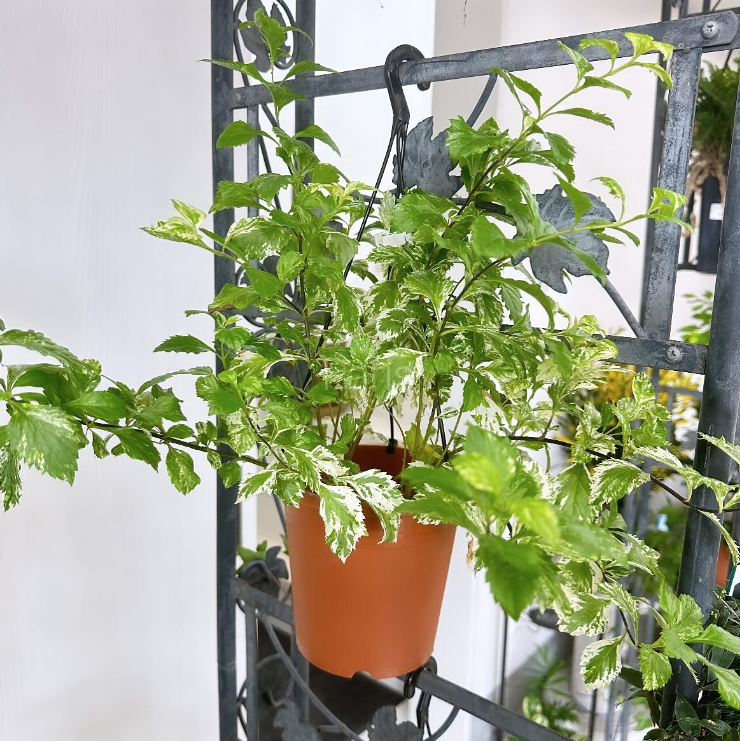 フラワーギフトお花はん