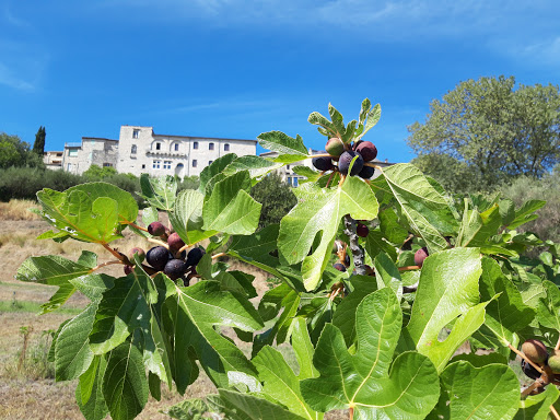 Photo de Maison de la Figue