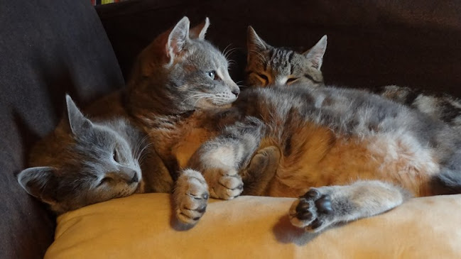 Comentarii opinii despre Cabinet Vétérinaire Lacroix et Moisset