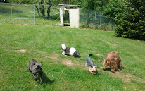 L'avis du chien pension canine (Mont-de-Marsan) à Pujo-le-Plan