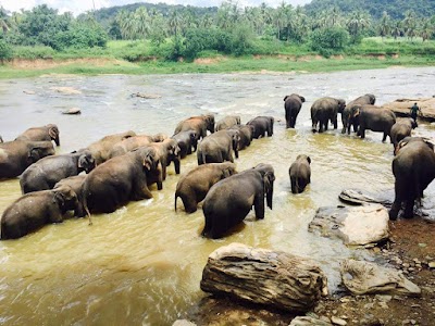 Photos of Pinnawala Elephant Orphanage Bus Stop