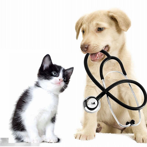 My Home Vet - Vétérinaire à domicile