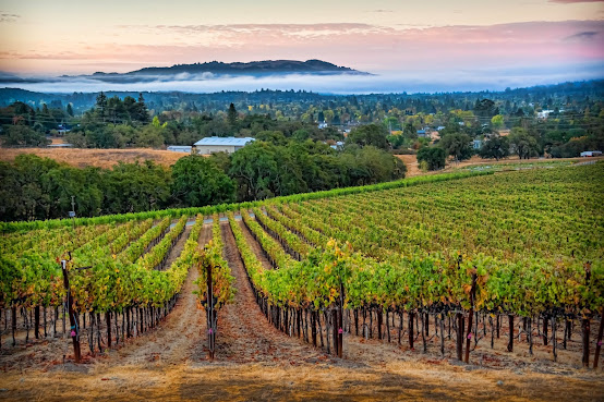 Kick Ranch Vineyard by null