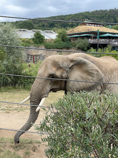 Opel Zoo - Thumbnail