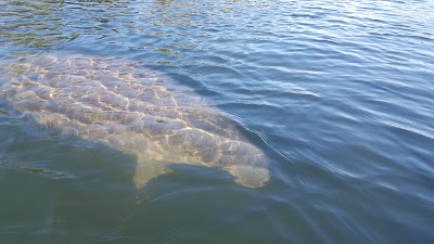 Photos of Crystal River Kayak Company and Dive Center