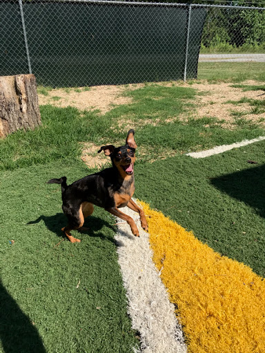 Three Oaks Pet Resort - Thumbnail