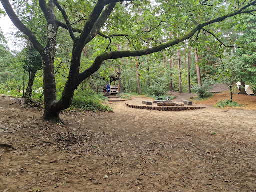 Candleston Woods - Thumbnail
