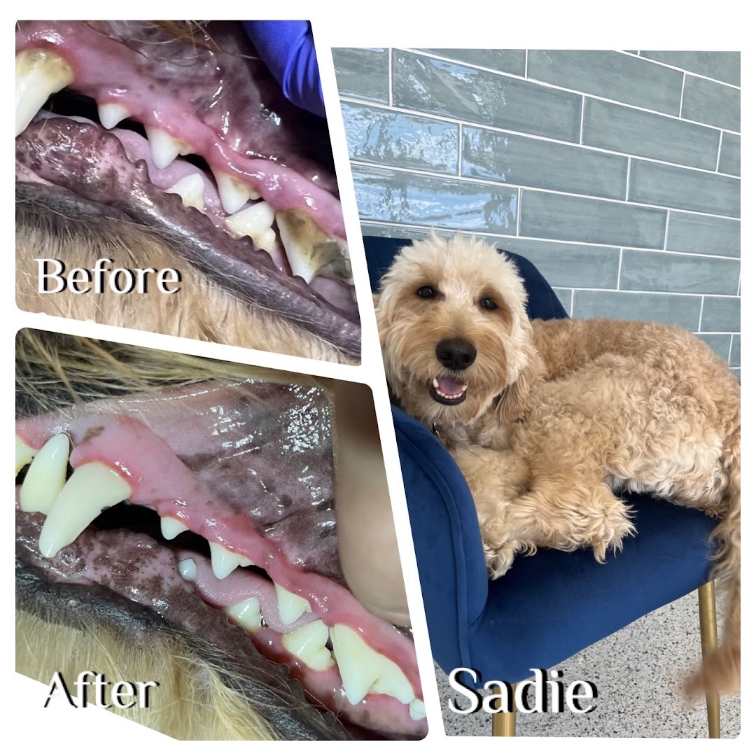 V.I.C. Pet Dental Spa – South Tampa photo 13