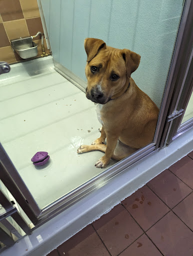 Bianca's Furry Friends Feline Adoption Center - Thumbnail
