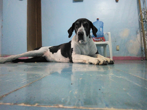 VETERINARIA SANTACRUZ
