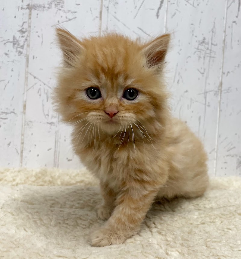 （有）ケンネルココ