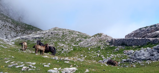 Pico Samelar - Visual