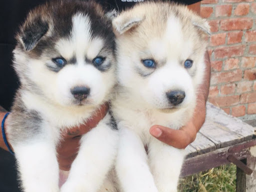 🐺 Blue eyes Husky puppy Available post image