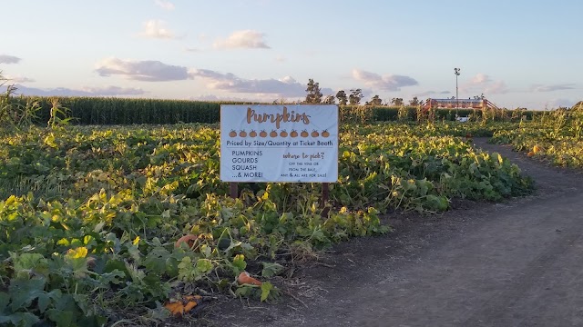 Cool Patch Pumpkins