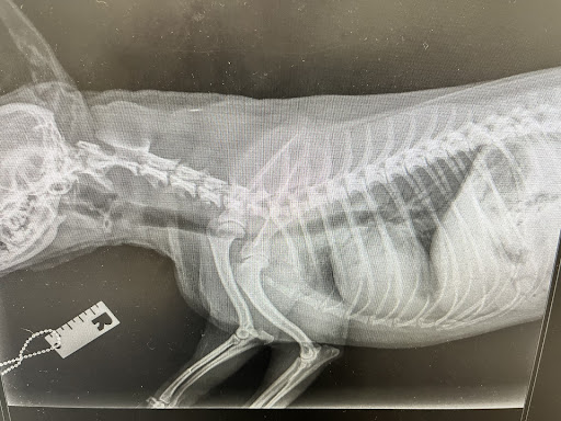 West Melton Vet Centre