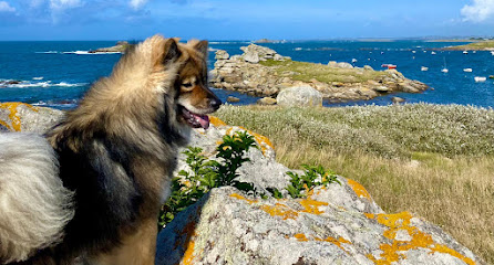 Teach Dog - Educateur canin Comportementaliste - Brest