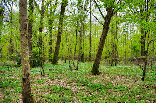 Belleau Wood