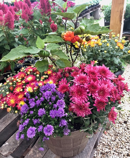 In Bloom Greenhouse
