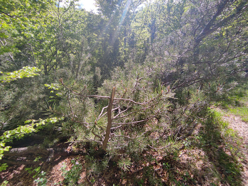 Foresta di Monte Nero - Thumbnail