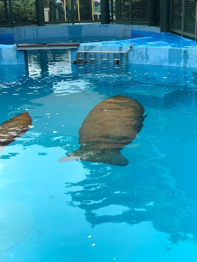 Manatee Exhibit