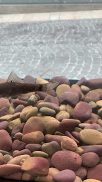 Photo n°2 de Eurasia Fish Spa à La Ciotat (Spa à poissons)