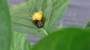 Photo n°15 de Biperenia à Espelette (Ferme bio)