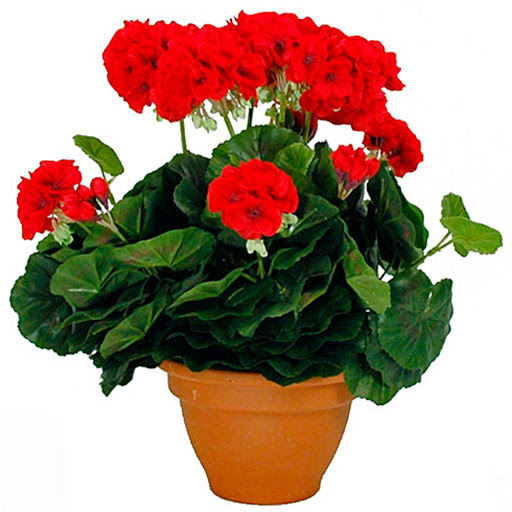 Plant New Day - Deco webshop voor huis en tuin - Thumbnail