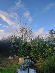 Photo n°13 de TR.élagage à Ploumagoar (Service d'élagage)