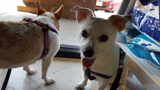 Apricot Veterinary Clinic - Thumbnail