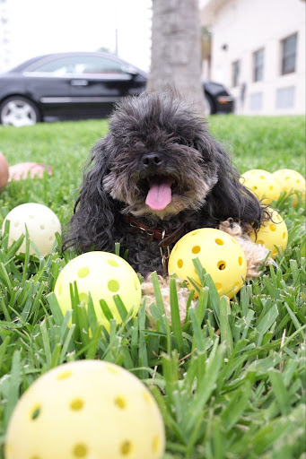 Pickleball Bella - Visual