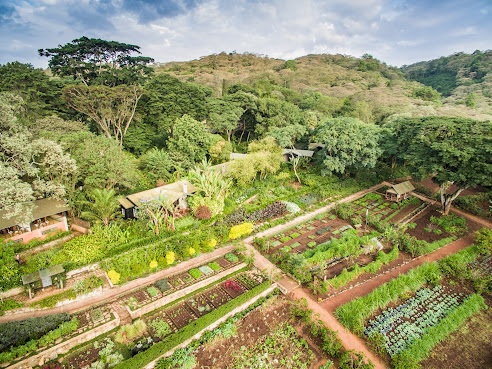 Gibb's Farm by null
