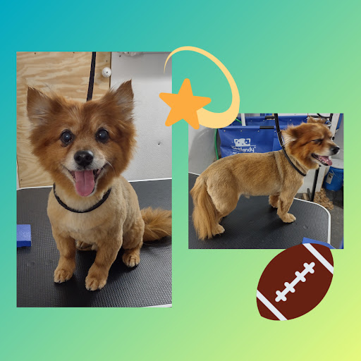 Buddy's Doggy Parlor - Thumbnail