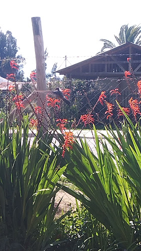 San Vicente de Taguatagua, San Vicente, O'Higgins